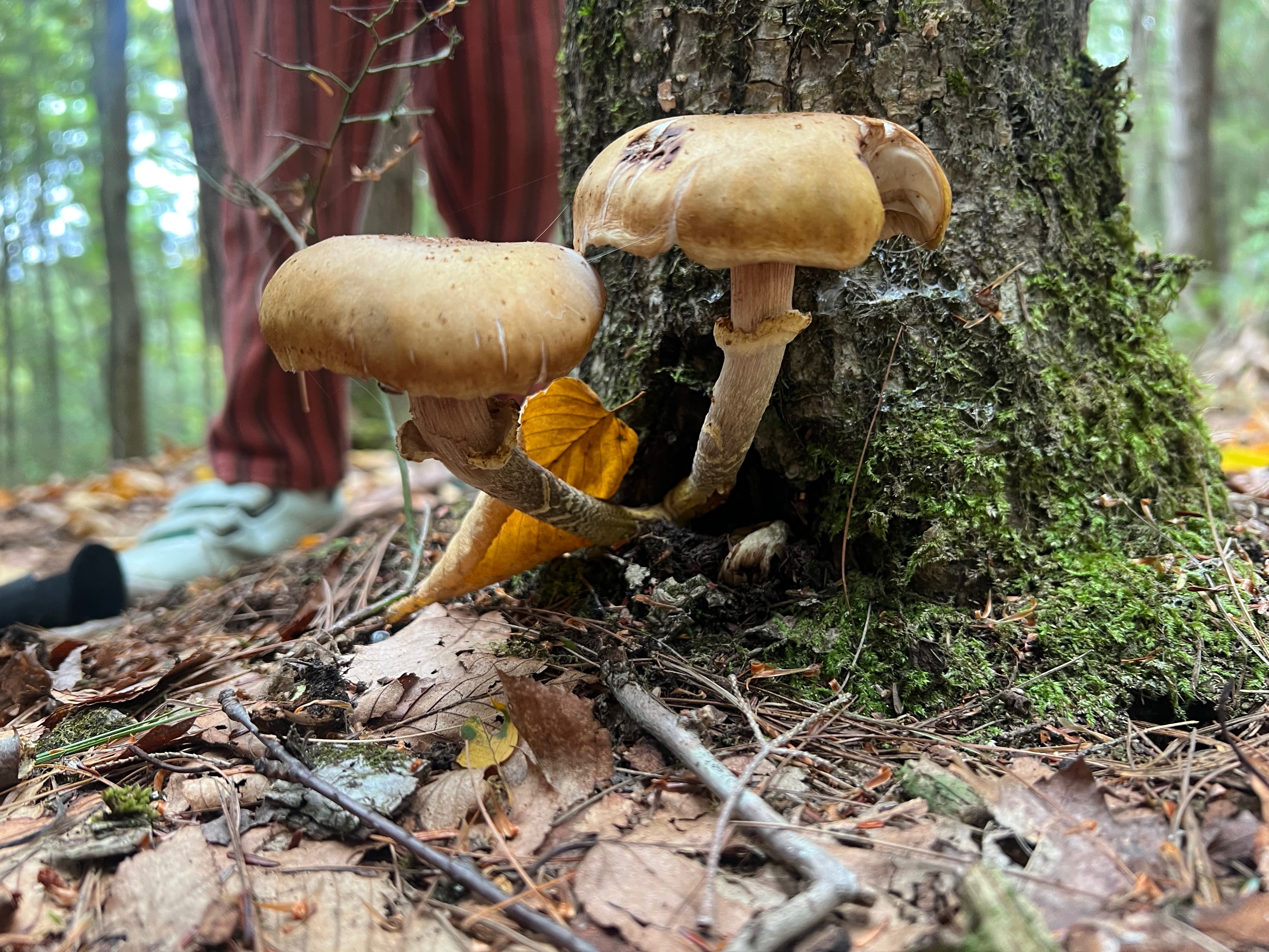 Armillaria mellea